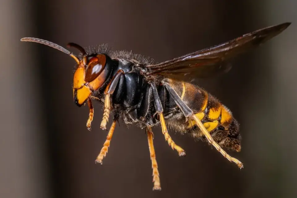 asiatische hornisse &mdash; DE news