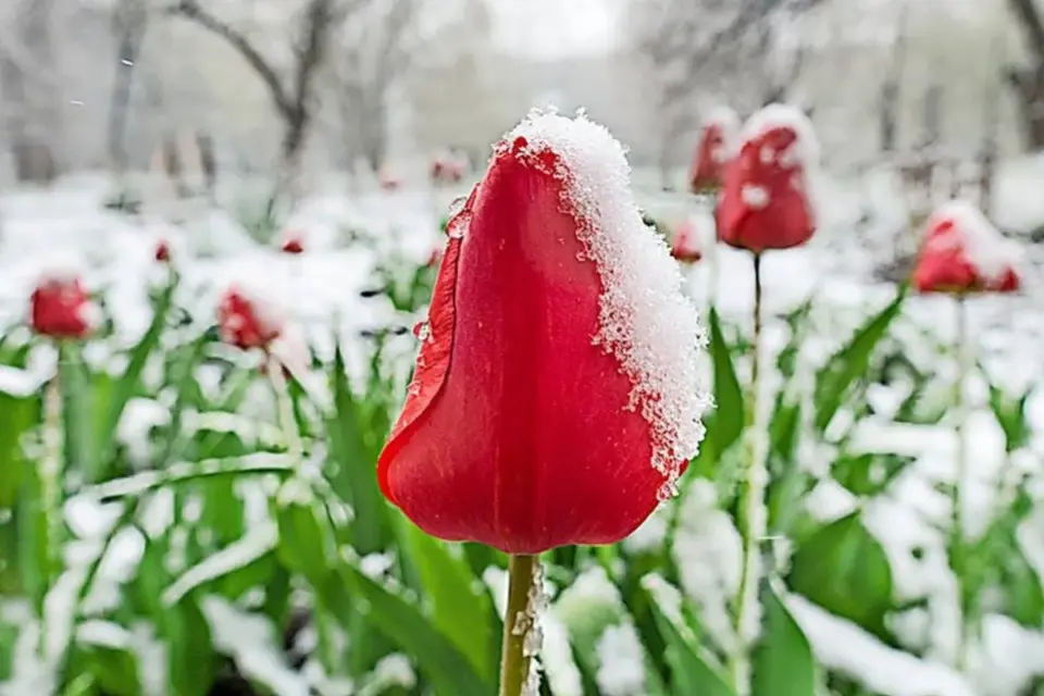 eisheiligen temperaturen &mdash; DE news