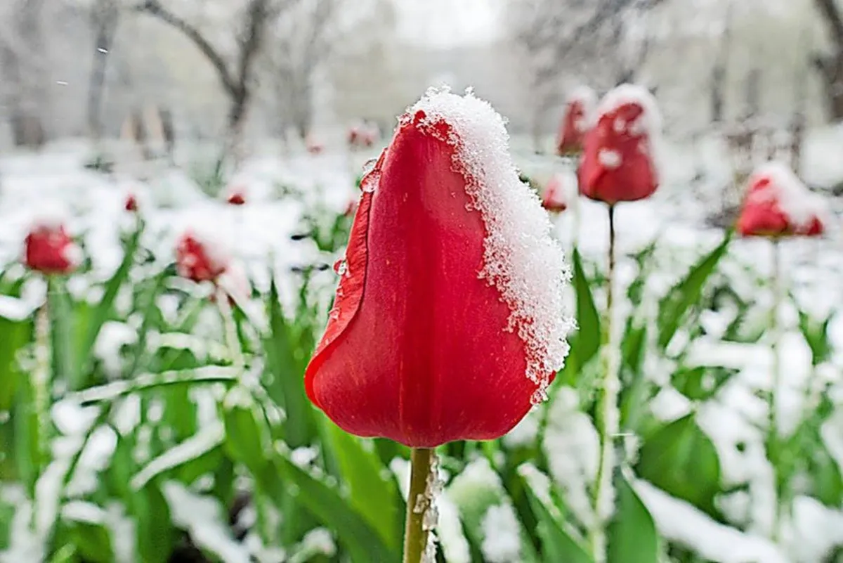 eisheiligen temperaturen base wp
