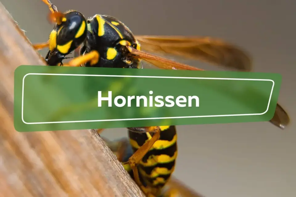 hornissen &mdash; DE news