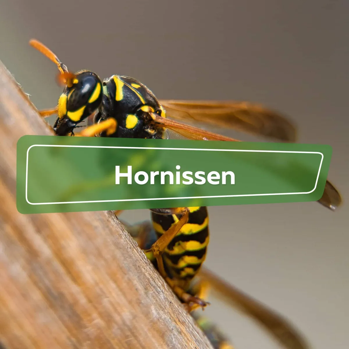 hornissen base wp