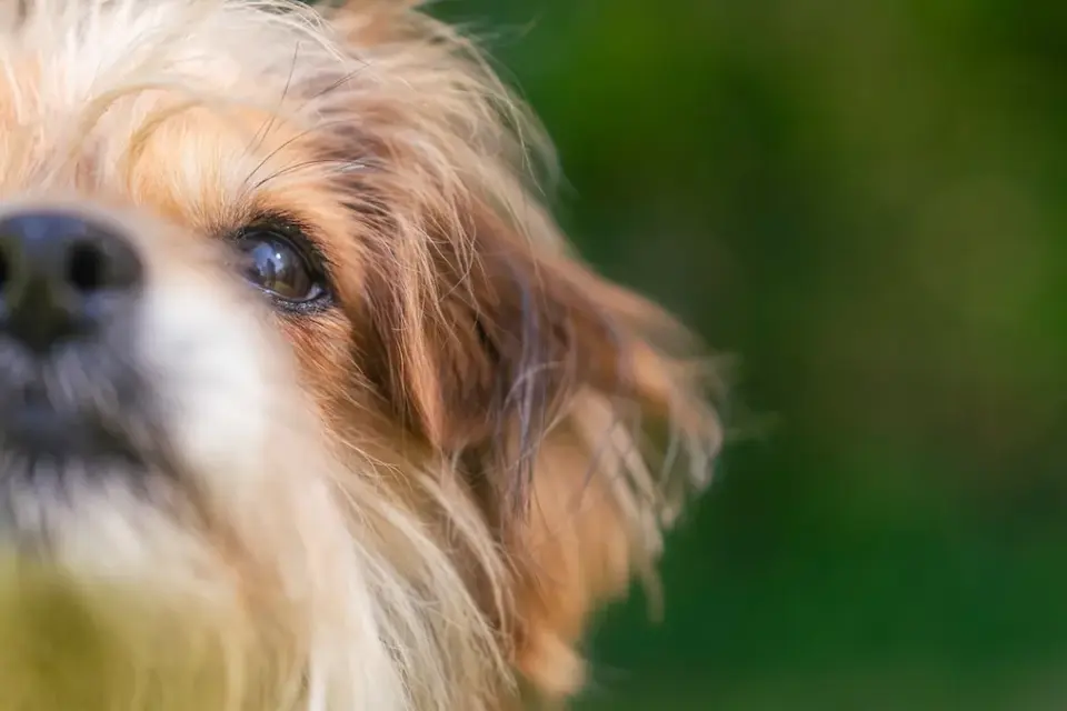 tiere suchen ein zuhause tiere suchen ein zuhause &mdash; DE news