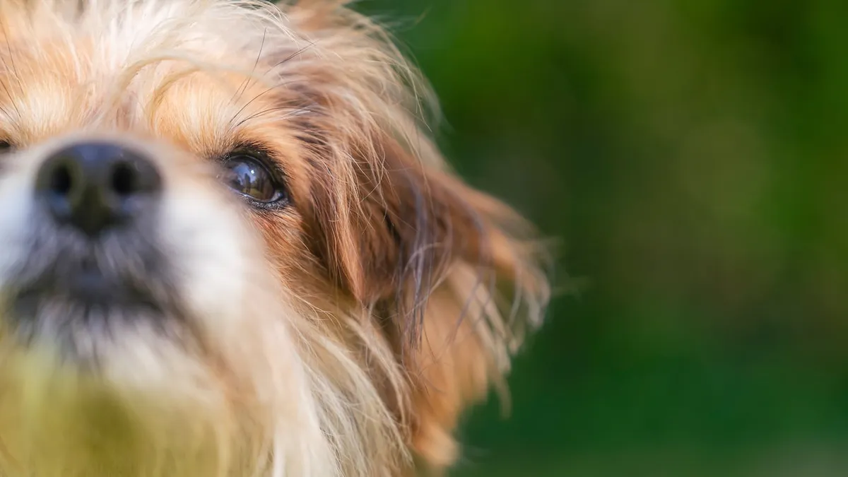 tiere suchen ein zuhause tiere suchen ein zuhause base wp